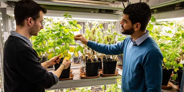 La startup créée en 2017 développe un traitement permettant d'aider la plante à moins laisser l'eau s'évaporer de ses feuilles.