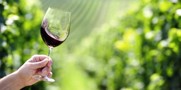 Après une décennie de croissance à deux chiffres, le segment de marché des vins bio connaît ce qui ressemble à un début de retournement de marché.