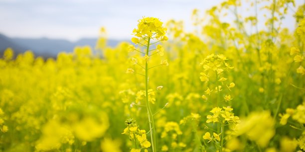 Avant même la guerre en Ukraine, les quatre producteurs de moutarde de la région - qui représente 90% du tonnage français - était déjà en situation de pénurie de 50% de leurs besoins en graines.