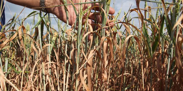 La sécheresse hivernale pourrait menacer les cultures de blé et de maïs cet été si les nappes phréatiques ne parviennent pas à se remplir.
