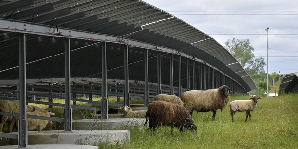 Une partie des moutons occupés à la tonte de l'herbe de la centrale solaire de Labarde. Des ovins qui naissent, vivent et meurent sur place.