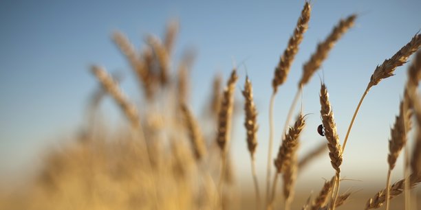 Suite à l'annonce de l'arrêt des exportations indiennes de blé, le cours de cette céréale a battu un nouveau record de hausse lundi à l'ouverture du marché européen, à 435 euros la tonne.