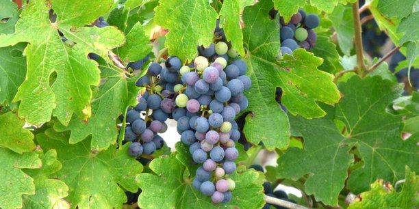 La monoculture de la vigne implique une concentration accrue des traitements pesticides en Gironde comme le montre Solagro dans son étude.