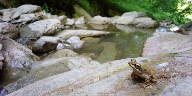 La grenouille des Pyrénées, endémique du massif, pourrait disparaître d'ici 2100 selon le programme scientifique régional les Sentinelles du climat.