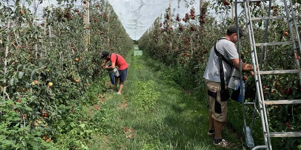 Avant la récolte 2022 qui débutera en août, les stocks de pommes certifiées biologiques sont pleins en raison d'une consommation à la baisse.