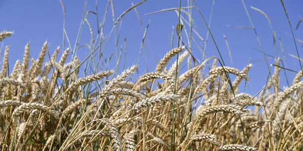 Après la vague de chaleur des jours derniers, la production de blé est attendue en baisse dans l'Hexagone. Le réchauffement climatique impacte les coûts et les volumes de production, ce qui se traduit par une hausse structurelle des prix.