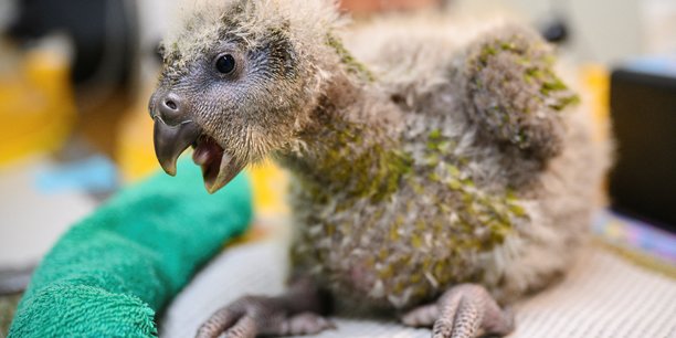 Nouvelle-zelande: le perroquet kakapo menace d'extinction voit sa population augmenter[reuters.com]