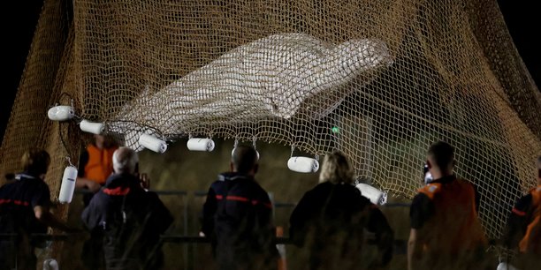 France: le beluga egare dans la seine a ete sorti de l'eau[reuters.com]
