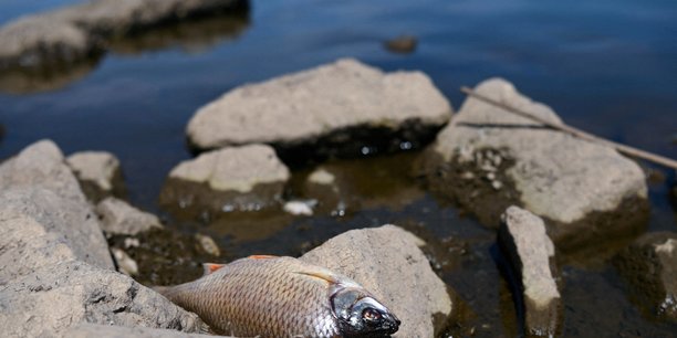 Pologne: cinq tonnes de poissons morts repeches dans l'oder[reuters.com]