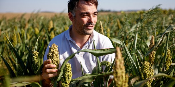 Un producteur francais de sorgho brave la secheresse grace a l'agriculture durable[reuters.com]
