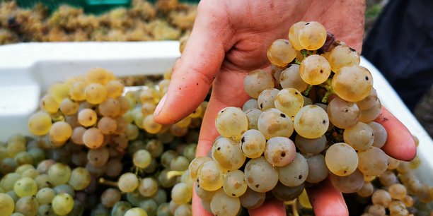 La France, avec une production stable, redevient quant à elle le premier fournisseur de vin au monde devant l'Italie.