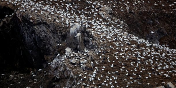 Vue de la colonie de fous de bassan sur l'ile rouzic de l'archipel des sept-iles[reuters.com]