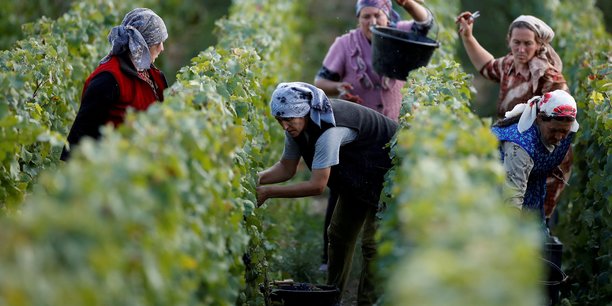 Des ouvriers ramassent des raisins dans un vignoble taittinger lors de la traditionnelle recolte de vin de champagne a pierry[reuters.com]