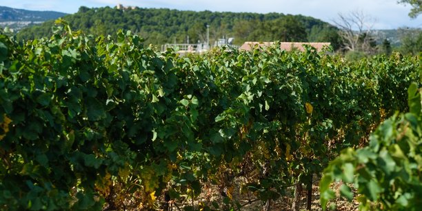 L'installation de Roquefort-des-Corbières (Aude) permettant de réutiliser les eaux de la station d'épuration pour irriguer les vignes a démontré que ce sont les eaux les moins pures (catégories C) qui se sont révélées les plus intéressantes pour la vigne.
