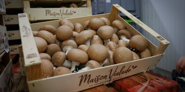 La Maison Vialade, négociant et producteur de champignons, réalise aujourd'hui 23 millions d'euros de chiffre d'affaires.