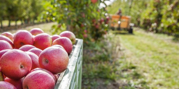 Le premier verger officiel de la pomme Pink Lady, originaire d'Australie, a vu le jour en 1994 sur les 82 ha que SudExpé consacre à la R&D sur les fruits et légumes, entre plaine de Marsillargues et plateau des Costières.