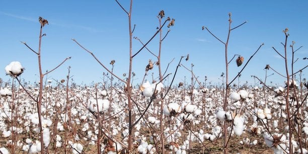 Plantation de coton