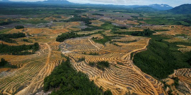 Photo d'une zone de foret en cours d'amenagement pour des plantations d'huile de palme[reuters.com]