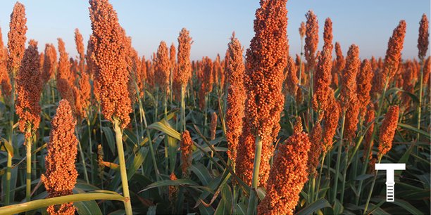 Plutôt que de persister dans la culture du maïs devenue problématique, car gourmande en arrosage, de plus en plus d’agriculteurs se tournent vers le sorgho, une céréale habituellement cultivée dans les régions subsahariennes. En 2020, la surface couverte par le sorgho en France a progressé de plus de 50 %.