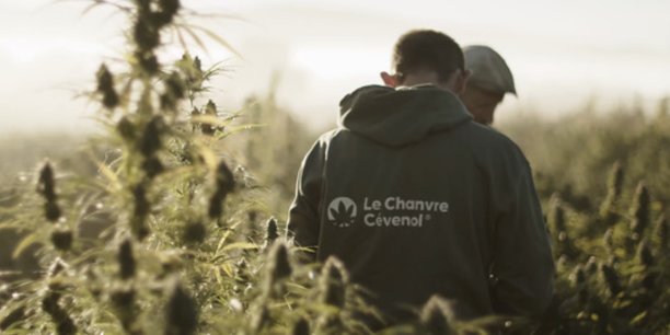 13 hectares, 15 000 plantes: l'exploitation de la société Le Chanvre cévenol gagne du terrain