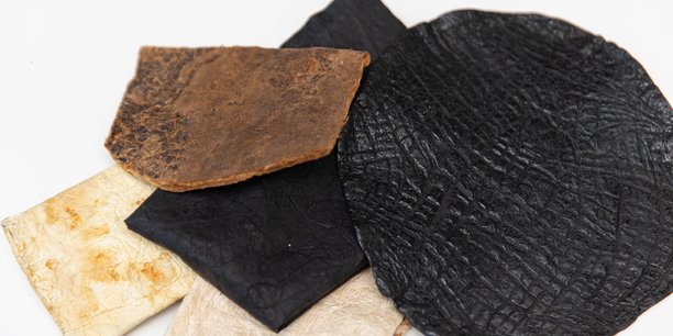 Plusieurs industries s'intéressent au cuir non animal développé par Fungus Sapiens.