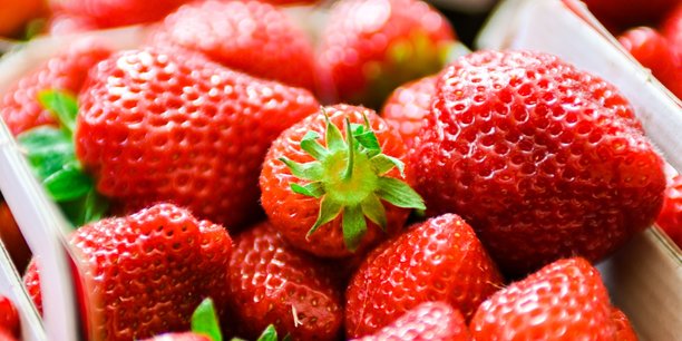 Pour se différencier des fraises importées d'Espagne, les producteurs français misent les fraises gariguettes.