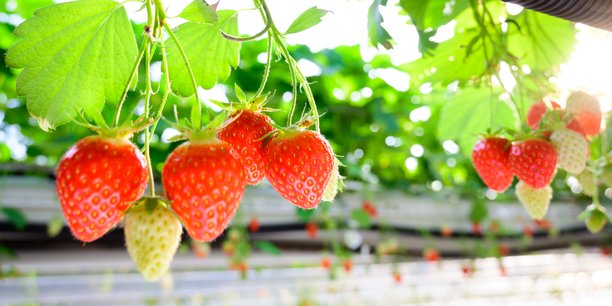 Une centaine de producteurs du Lot-et-Garonne et de Dordogne s'appuient sur le Label rouge pour faire face à la concurrence des fraises espagnoles.