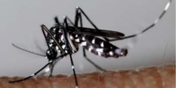 La deeptech Terratis veut industrialiser la technique de l'insecte stérile pour réduire les populations de moustique tigre, désormais bien implanté partout sur la planète et qui peut être vecteur de virus comme ceux de la dengue, du chikungunya ou du Zika.