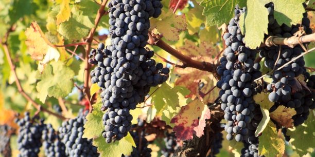 La vigne fait partie des plantes les plus résistantes à la sécheresse mais certains cépages sont plus résistants que d'autres.