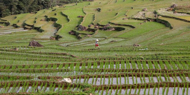 File photo: an ethnic thai farmer works on her terraced rice field in pu luong[reuters.com]