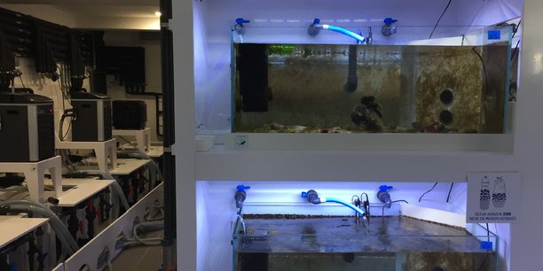 L'Océanolab accueillera un projet scientifique chaque année. Pour 2023, les quatre chercheurs issus du CNRS et de l'Ifremer étudieront et expliqueront aux visiteurs les effets de la pollution et du changement climatique sur les huîtres plates à horizon 2100.