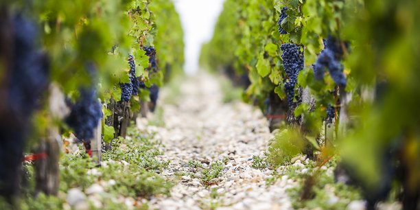 Le plan doit aboutir à l'arrachage d'environ 9.500 hectares de vignes sur un total de 110.000, soit un peu moins de 10 %.