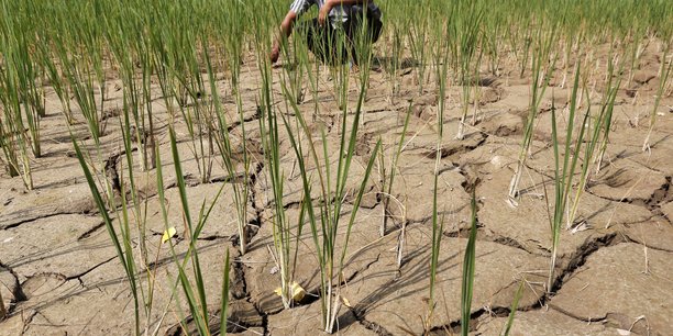Une rizière asséchée en Inde. (photo d'illustration)