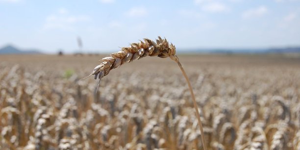 Céréales : le blé russe tire les prix mondiaux vers le bas