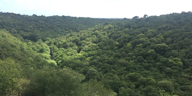 Neosylva vise la gestion de 100.000 hectares de forêt d'ici 15 ans.