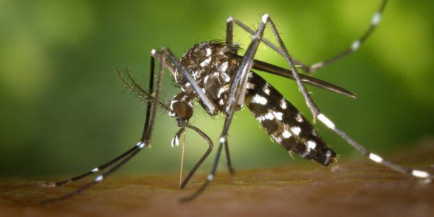 Les habitants peuvent désormais être informés en temps réel des niveaux d’infestation de leur ville grâce aux bornes anti-moustiques connectées Qista.