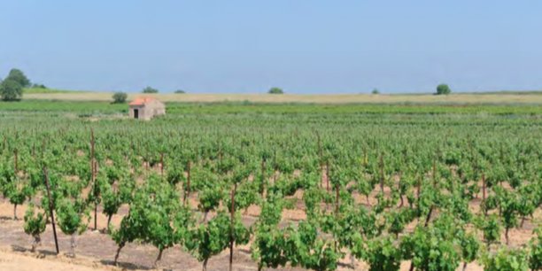 En souffrance du fait de la sécheresse, les vignes dans l'Hérault ont aujourd'hui besoin d'irrigation.