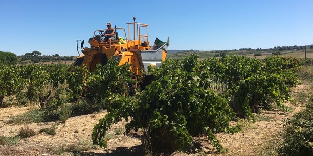 Les vendanges ont commencé en Languedoc-Roussillon, avec une récolte attendue très diversifiée selon les territoires,probablement sinistrée dans les Pyrénées-Orientales où la vigne a essuyé une sécheresse sévère.