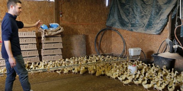 La filière oies et canards gras (les palmipèdes) va de l'oeuf au produit fini gastronomique en passant par l'élevage.