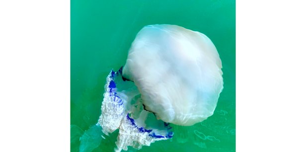 Le projet Medus'Oc vise à étudier la dynamique de prolifération des méduses qui s'accumulent dans les filets de pêche, et à identifier les pistes de valorisation de ces gélatineux.