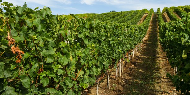 Un millier de vignerons s'étaient pré-inscrits en juillet dernier pour un total de 9.000 hectares, soit 8 % du vignoble bordelais.