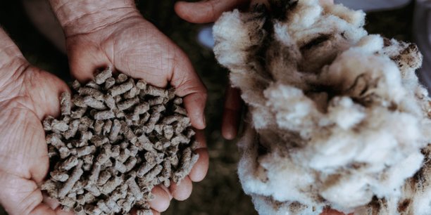 Fertilaine transforme la laine de mouton en engrais 100 % naturel.