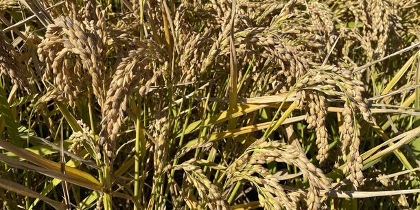 La coopérative agricole Arterris veut renforcer son offre riz IGP Camargue et inciter davantage de producteurs à la rejoindre.