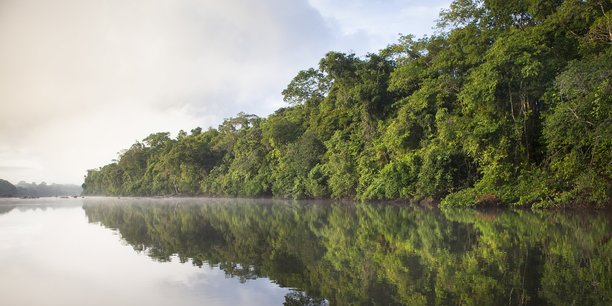 La plus grande forêt tropicale du monde joue un rôle vital contre le réchauffement climatique, via l'absorption des émissions de carbone.