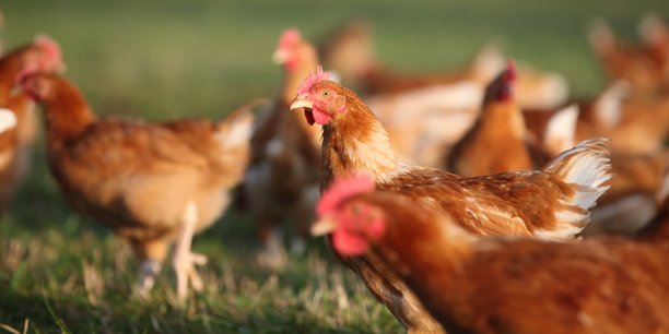 Les producteurs pourraient se détourner des labels pour répondre au budget resserré des consommateurs, comme sur le poulet.