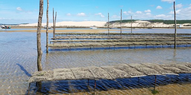 La vente des huîtres du Bassin d'Arcachon, interdite depuis le 27 décembre, sera autorisée à nouveau à compter du 19 janvier à 9h.