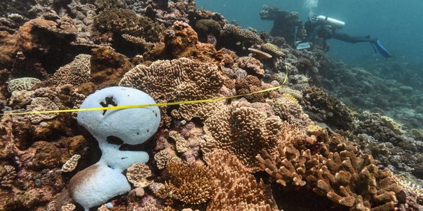 Un plongeur nageant a cote de la grande barriere de corail a arlington reef, en australie[reuters.com]