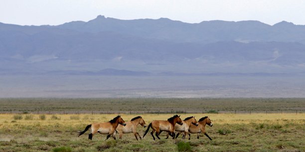 Photo d'archives d'un troupeau de chevaux de przewalski dans le parc national de takhin tal dans le sud-ouest de la mongolie[reuters.com]