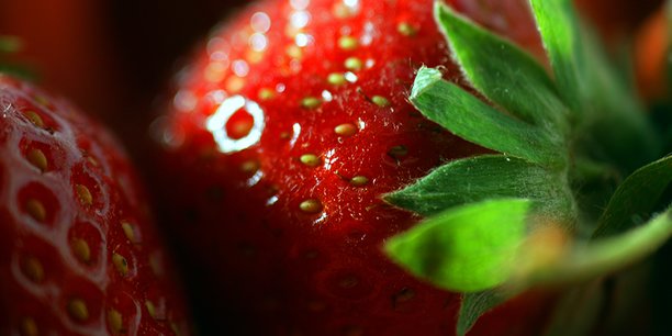 Les fraises, spécialités régionales, tardent à arriver sur les étalages faute d'ensoleillement suffisant.