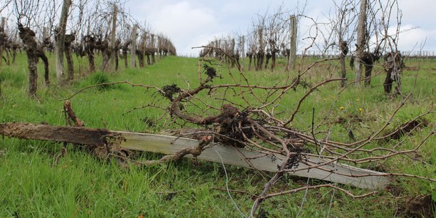 La première campagne d'arrachage dans le vignoble bordelais est prolongée jusqu'au 31 juillet 2024. Une seconde vague suivra jusqu'au printemps 2025.